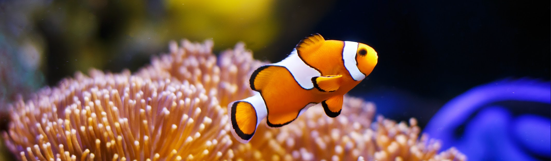 Klovnefisk i koralrev