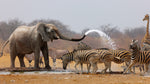 Diamond paint af en elefant, der bader flere zebraer på savannen.