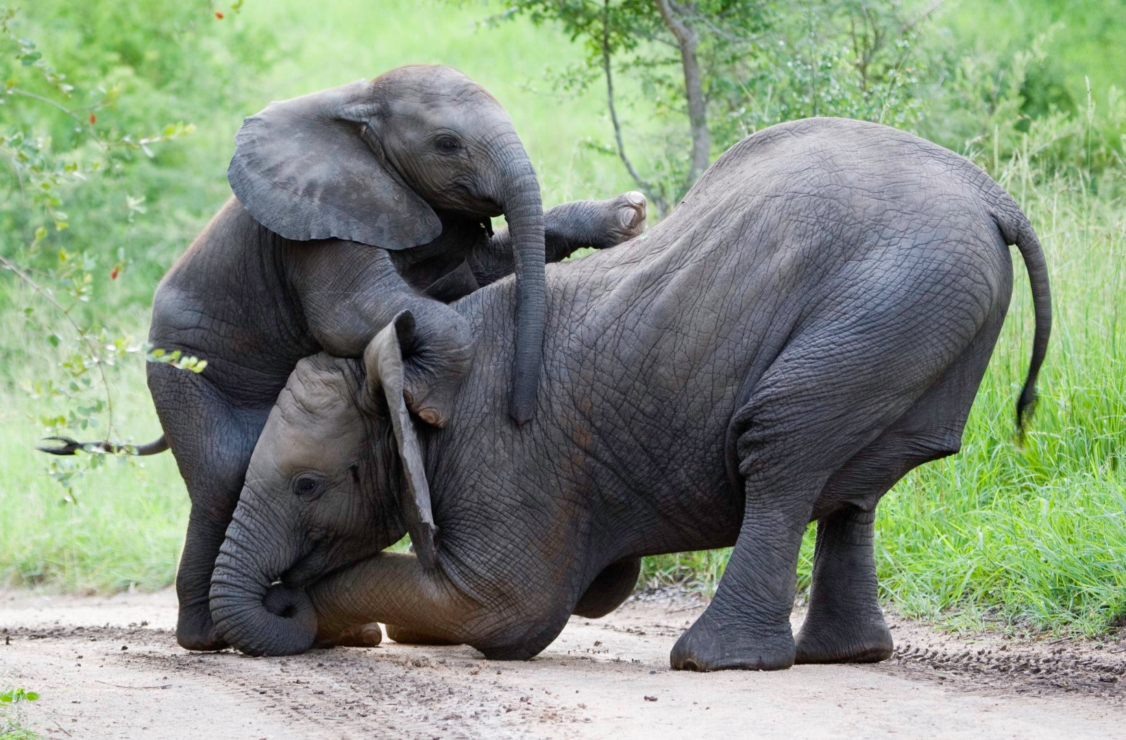 Diamond paint af to elefanter i leg. Ungen kravler på moren. Grøn naturbaggrund.