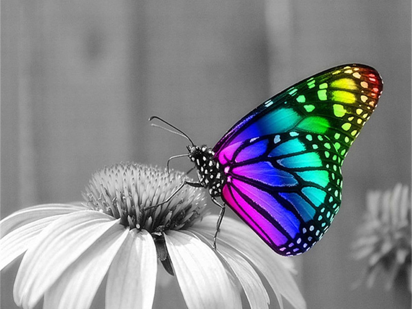 Diamond paint af en farverig sommerfugl Siddende på en sort/hvid blomst med sort/hvid baggrund.