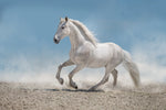 Diamond paint af en hvid hest der galopperer i sand. Blå himmel i baggrunden.