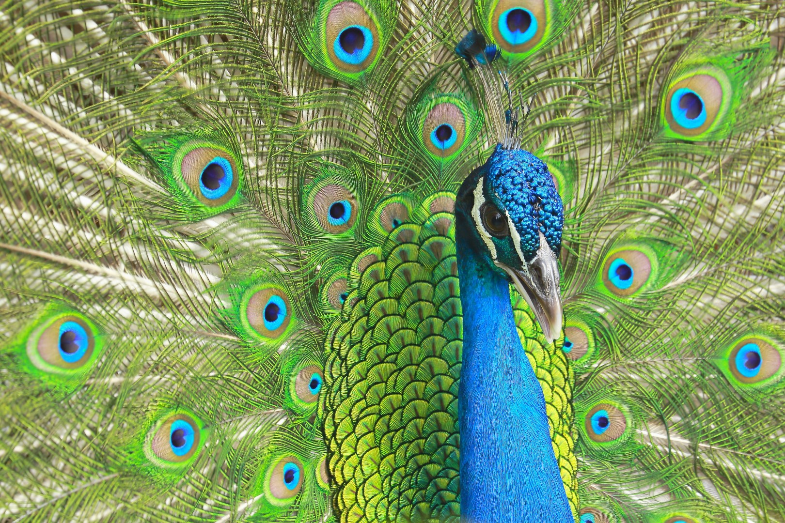 Diamond paint af en påfugl med spredte fjer. Grønne og blå farver med klassisk påfuglemønster.