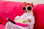 Diamond paint af en lille popcorn spisende hund med solbriller på i en lyserød sofa.