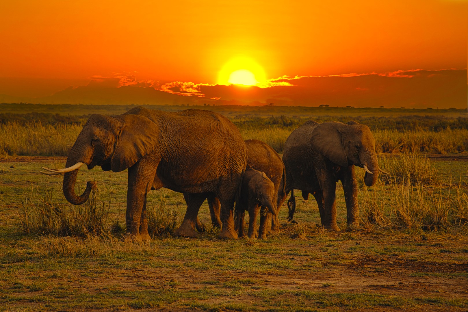 Dyr, Elefant, Elefanter, Elefantflok, Savanne, Skyer, Himmel, Flok, Solopgang, Solnedgang