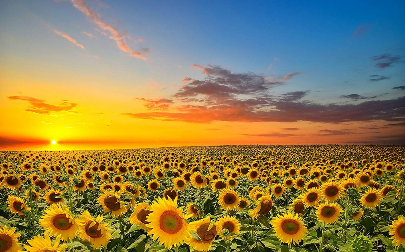 Solrosfält med stigande sol