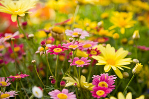 Diamond paint med en farverig blomstereng. Gule og lyserøde blomster.