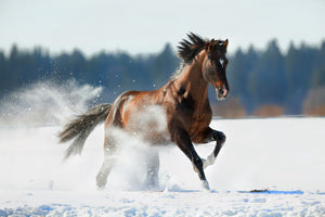 Diamond paint af en brun hest der løber i sneen.