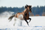 Diamond paint af en brun hest der løber i sneen.
