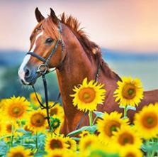 Diamond paint af en brun hest i en solsikkemark.