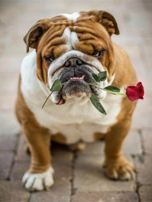 Diamond paint af en lysebrun og hvid bulldog med en rød rose i munden.