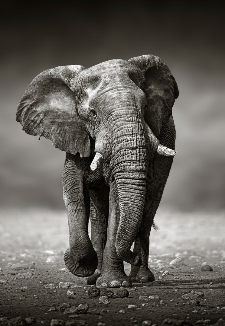 Sort/hvid diamond painting af en lille elefant der går på en sti med småsten.