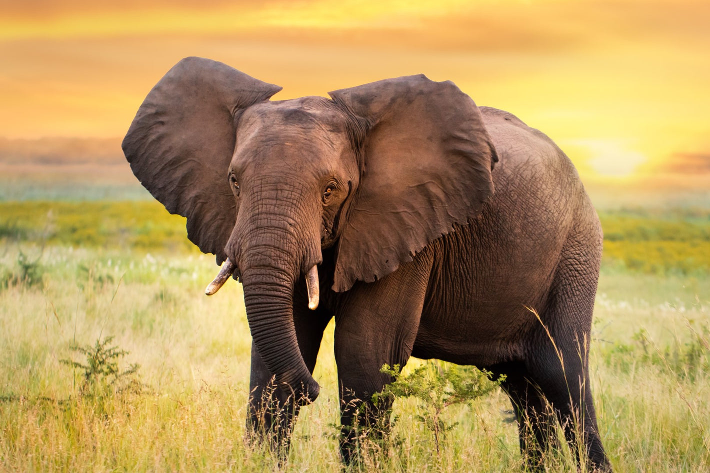 Diamond painting af en elefant på savannen i skumringstid.