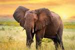 Diamond painting af en elefant på savannen i skumringstid.