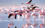 Diamond painting med lyserøde flamingoer, der står i vand eller er på vej afsted.