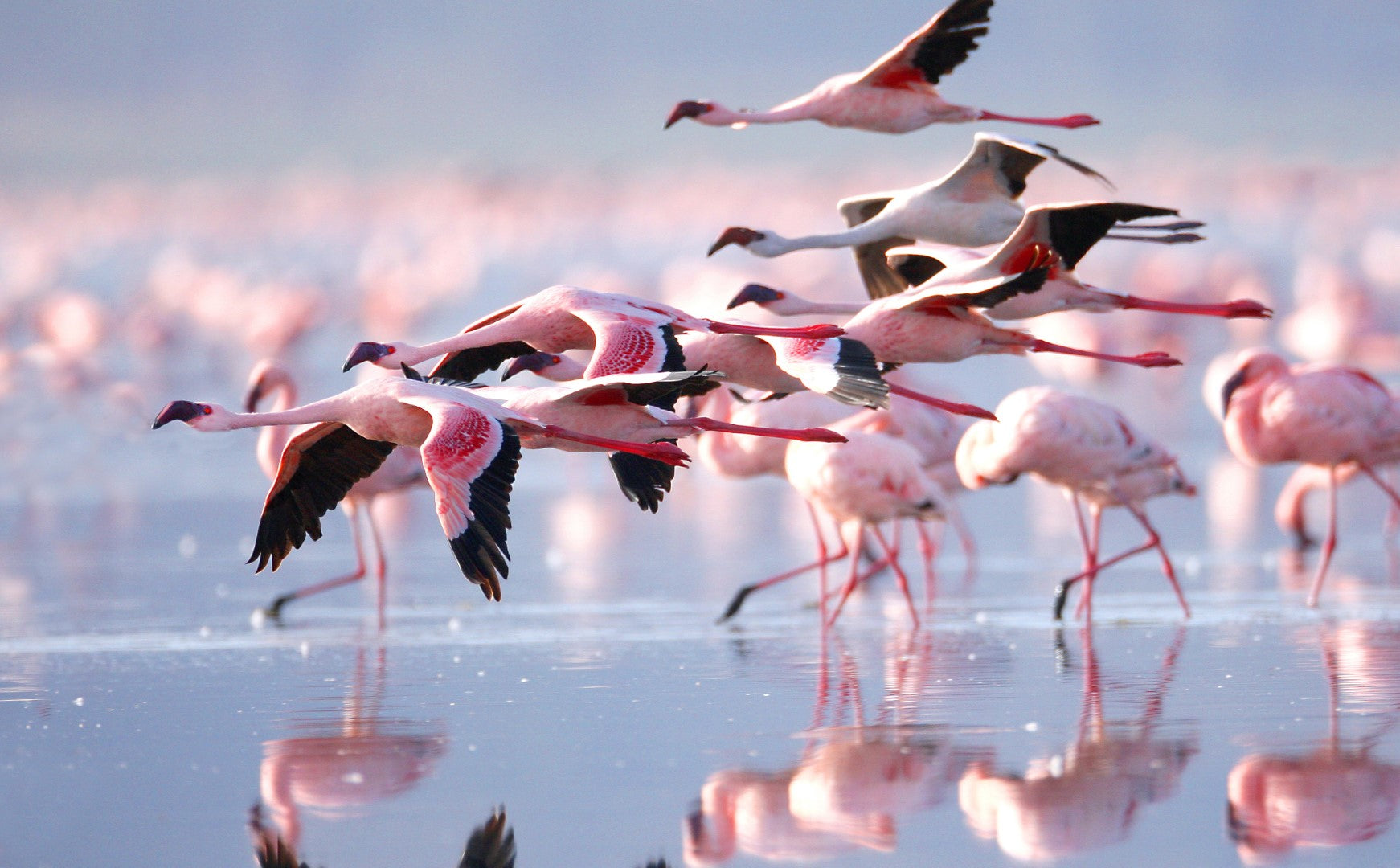Diamond painting med lyserøde flamingoer, der står i vand eller er på vej afsted.