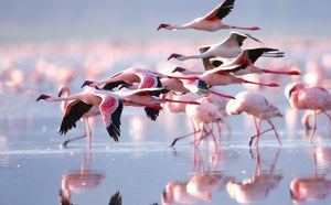Diamond painting med lyserøde flamingoer, der står i vand eller er på vej afsted.