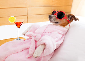 Diamond painting af en lille hund i morgenkåbe og solbriller, der slapper af med en cocktail.