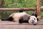 Diamond painting af en panda, der ligger på ryggen i et træstativ.