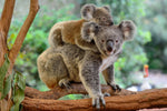 Diamond painting af en koala med sin unge på ryggen omgivet af grønne træer.