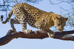 Diamond painting af en leopard i et træ. Lyseblå himmel som baggrund.