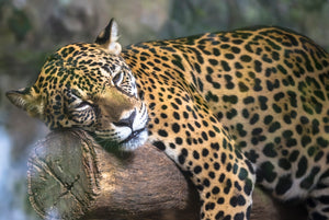 Diamond painting af en leopard der hviler på en træstamme.