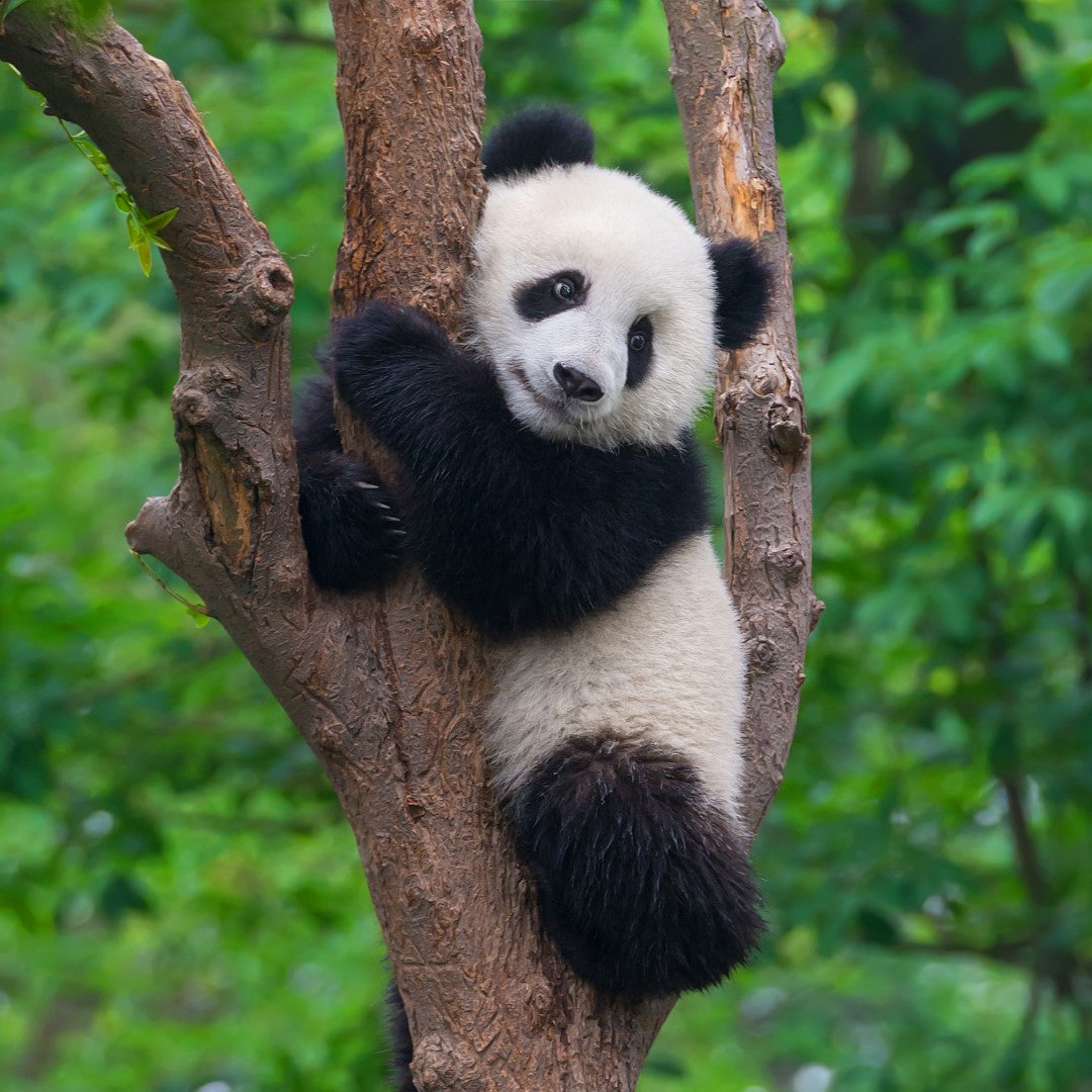 Diamond painting af sort og hvid panda, der krammer et træ. Grøn naturbaggrund.