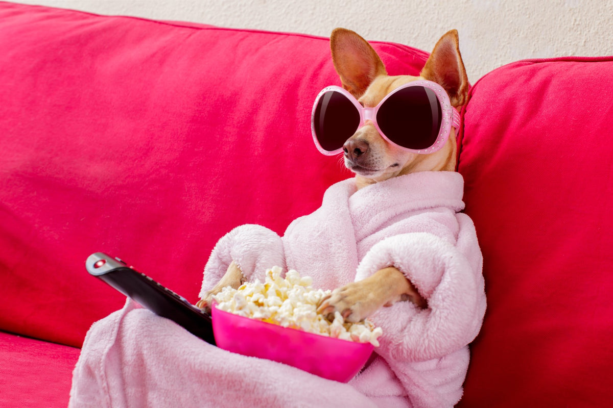 Diamond painting af en lille popcorn spisende hund med solbriller på i en lyserød sofa.