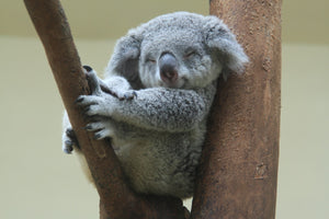 Diamond painting af en lille smilende koala siddende i et træ.