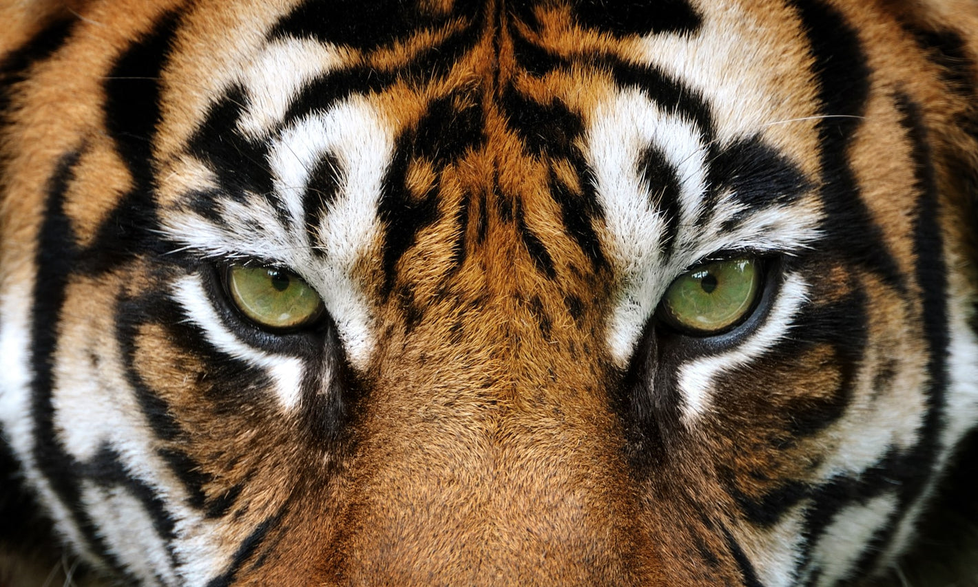 Diamond painting af et tigeransigt med grøn/gule øjne.