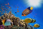 Diamond painting af farverige tropiske fisk omgivet af klart vand og koraller.