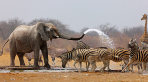 Diamond paint af en elefant, der bader flere zebraer på savannen.