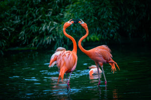 Diamond paint af to flamingoer der kysser med fødderne i vandet. Grøn naturbaggrund.