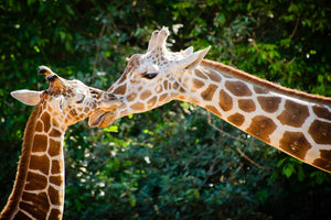 Diamond paint af en girafmor med hendes unge. I grønne omgivelser.