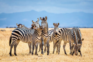 Diamond paint med græssende zebraer på savannen. Blå himmel og solskin.