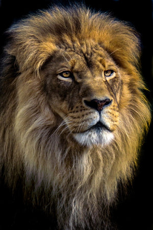 Diamond paint af en hanløve taget forfra på sort baggrund.