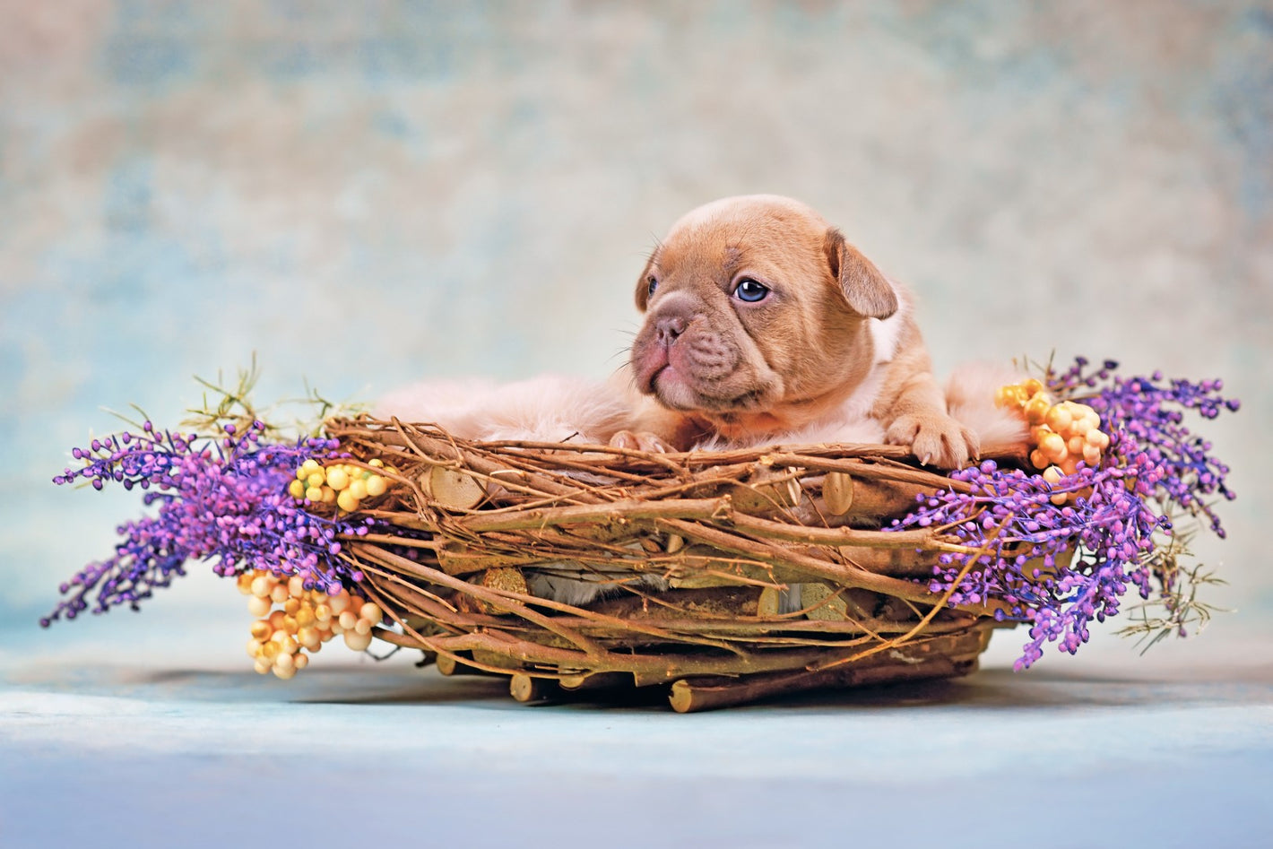 Diamond paint med lille brun hundehvalp i fletkurv dekoreret med lilla blomster.