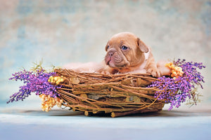 Diamond paint med lille brun hundehvalp i fletkurv dekoreret med lilla blomster.