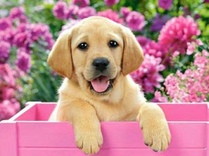 Diamond paint med gylden labradorhvalp i en lyserød kasse med blomster i baggrunden.