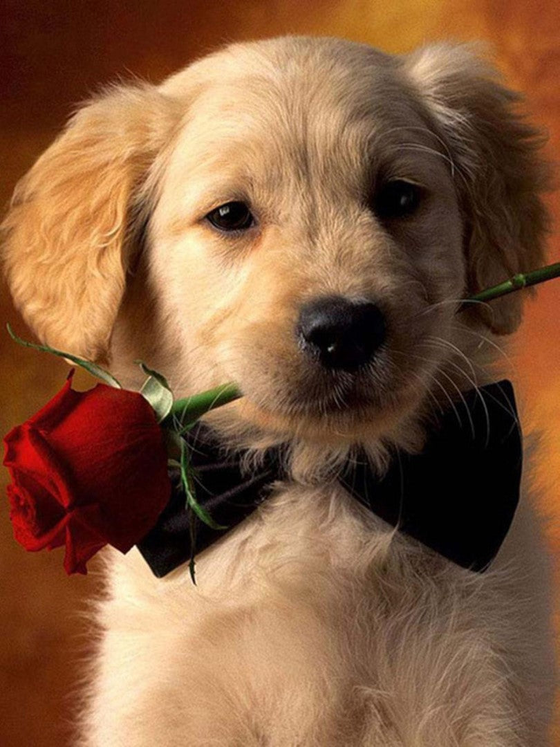 Diamond paint med lysebrun golden retriever hvalp med rød rose i munden.