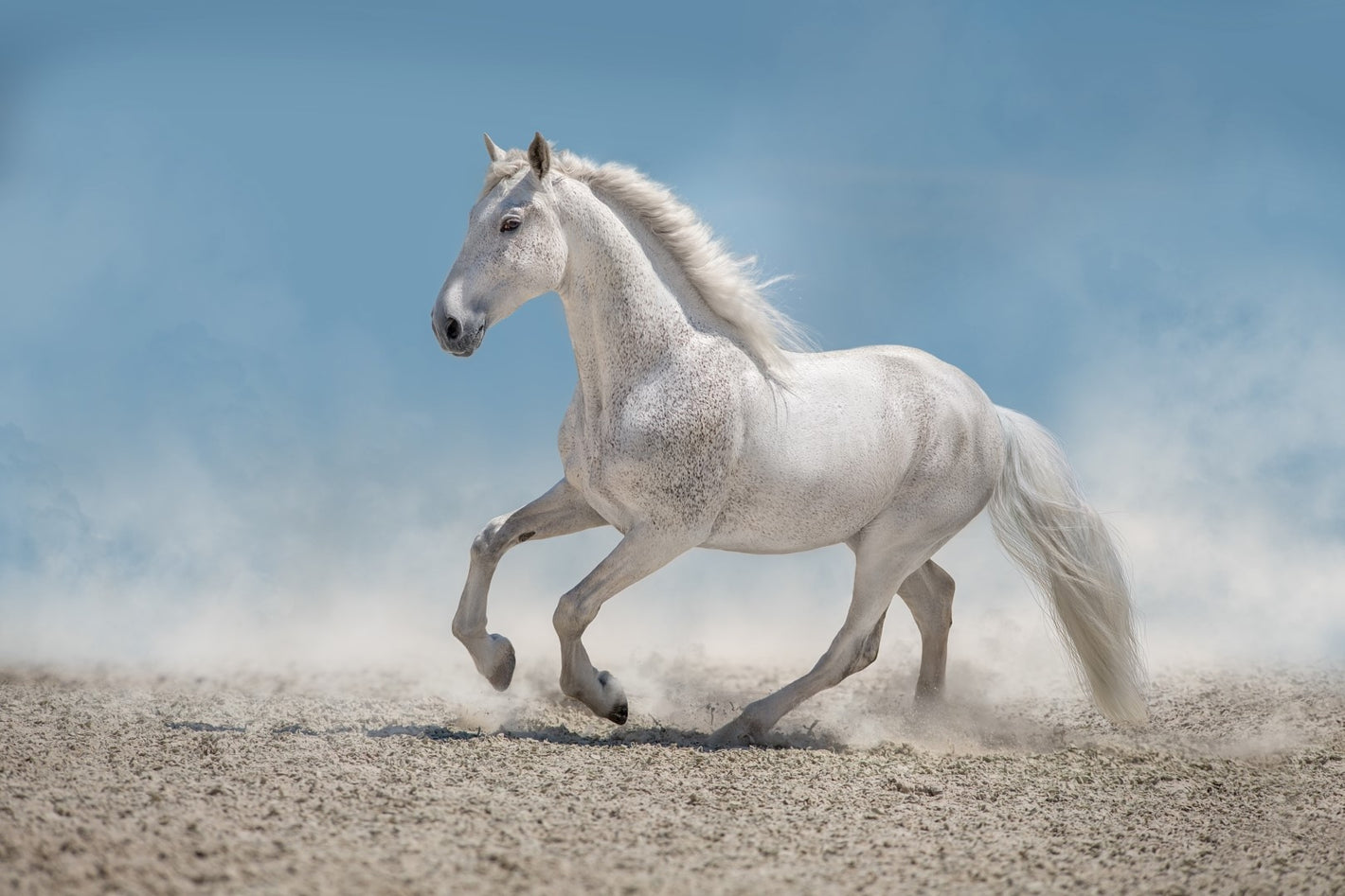 Diamond paint af en hvid hest der galopperer i sand. Blå himmel i baggrunden.