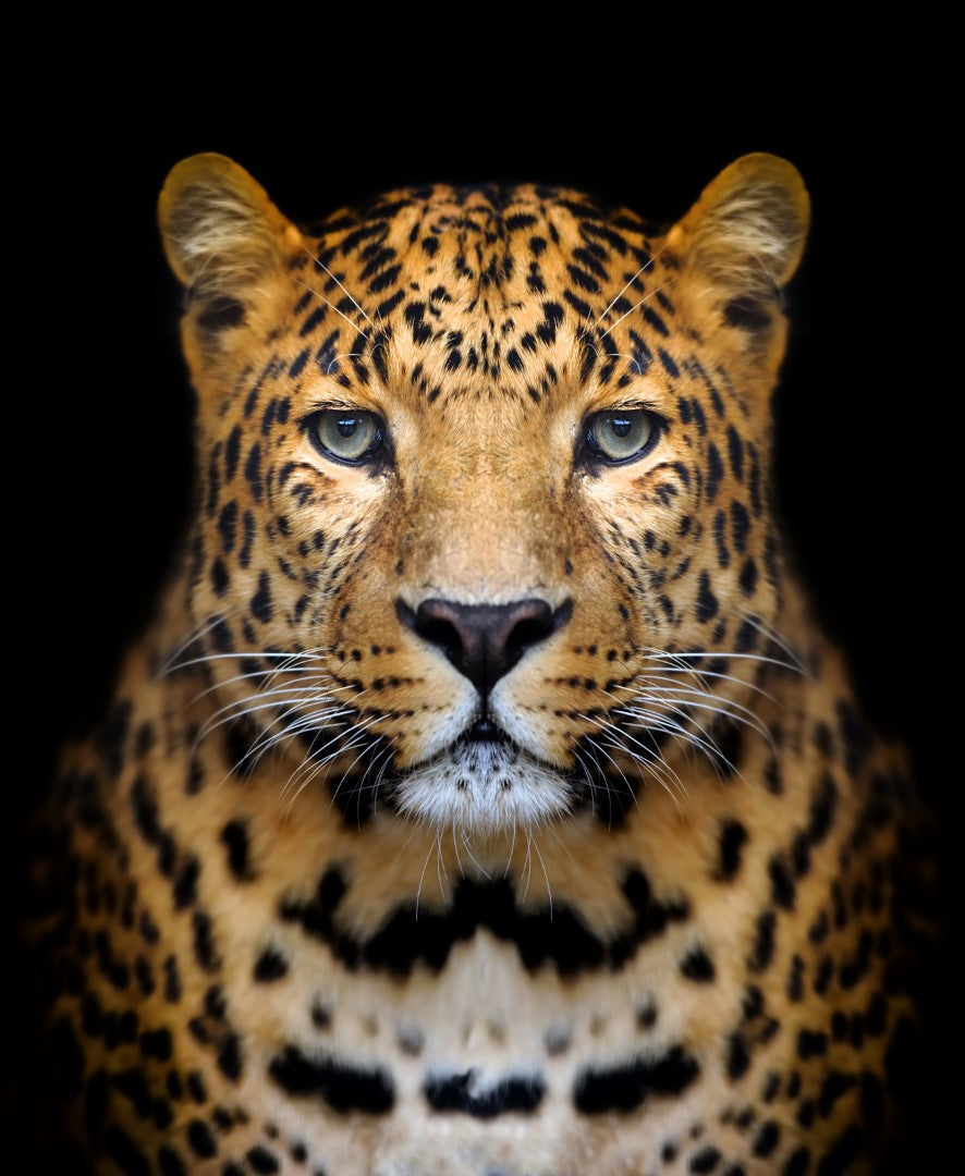 Diamond paint af en leopard set forfra. Sort baggrund.