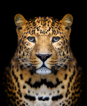 Diamond paint af en leopard set forfra. Sort baggrund.