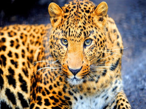 Diamond paint af en liggende leopard med  smuk plettet pels og intense øjne.
