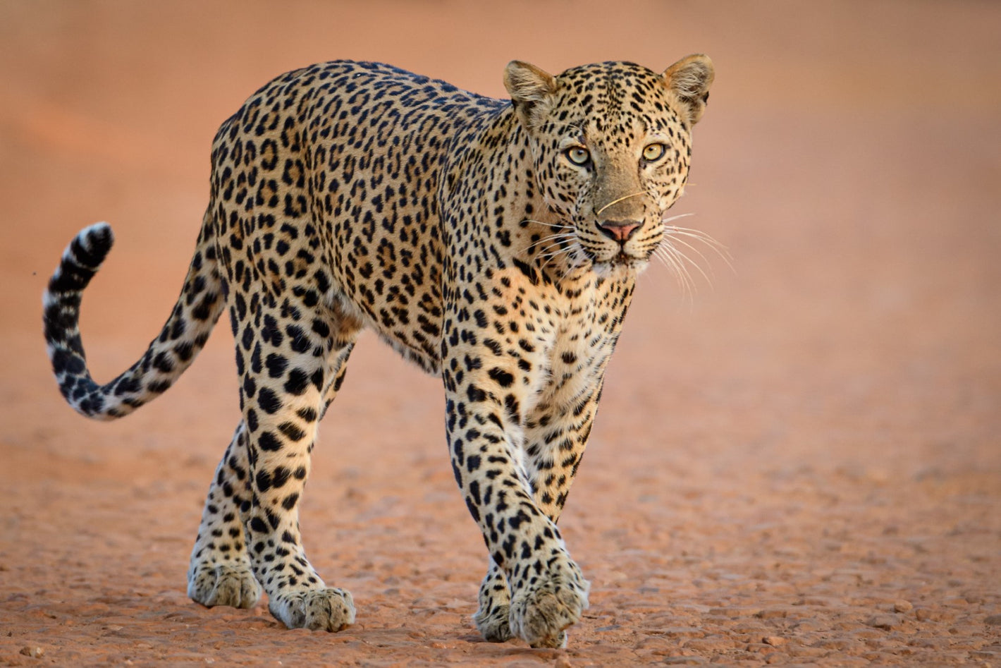Diamond paint af en leopard der vandrer på savannen. Den falder næsten ind i sine omgivelser.