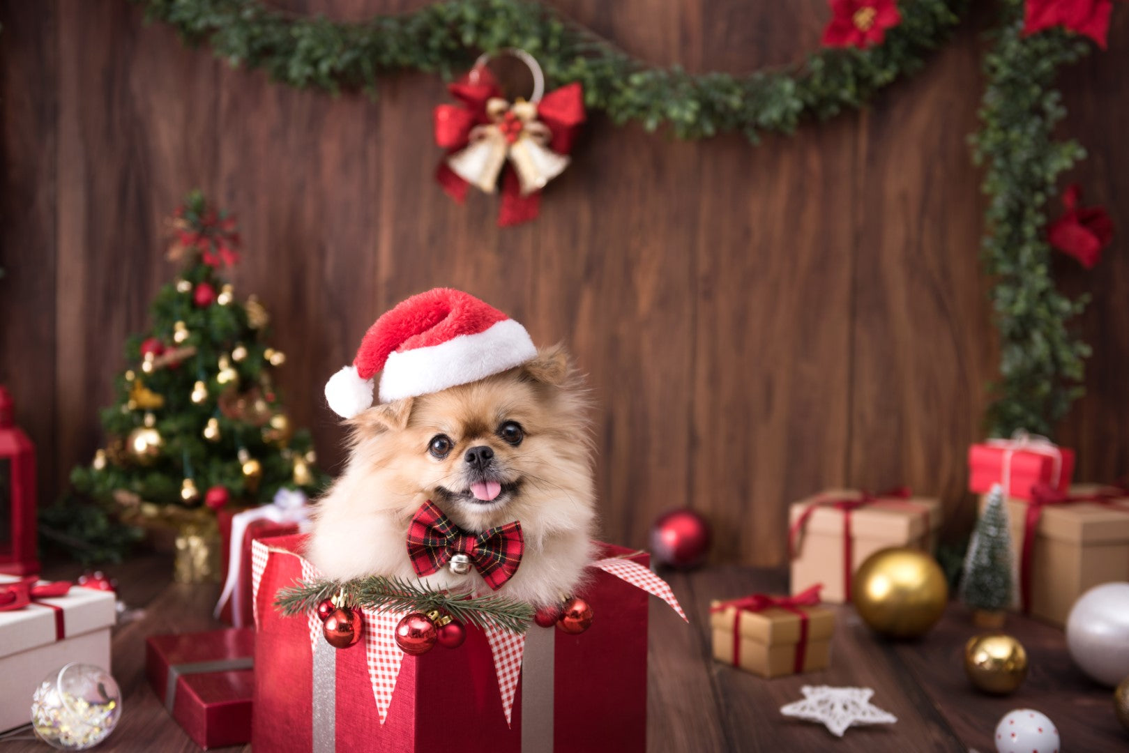 Diamond paint med lille hund med ternet butterfly på i rød gaveæske omgivet af julepynt og gran.