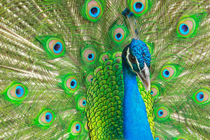 Diamond paint af en påfugl med spredte fjer. Grønne og blå farver med klassisk påfuglemønster.