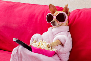 Diamond paint af en lille popcorn spisende hund med solbriller på i en lyserød sofa.