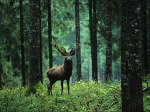 Dyr, Kronhjort, Hjort, Rådyr, Dådyr, Skov, Træer, Natur