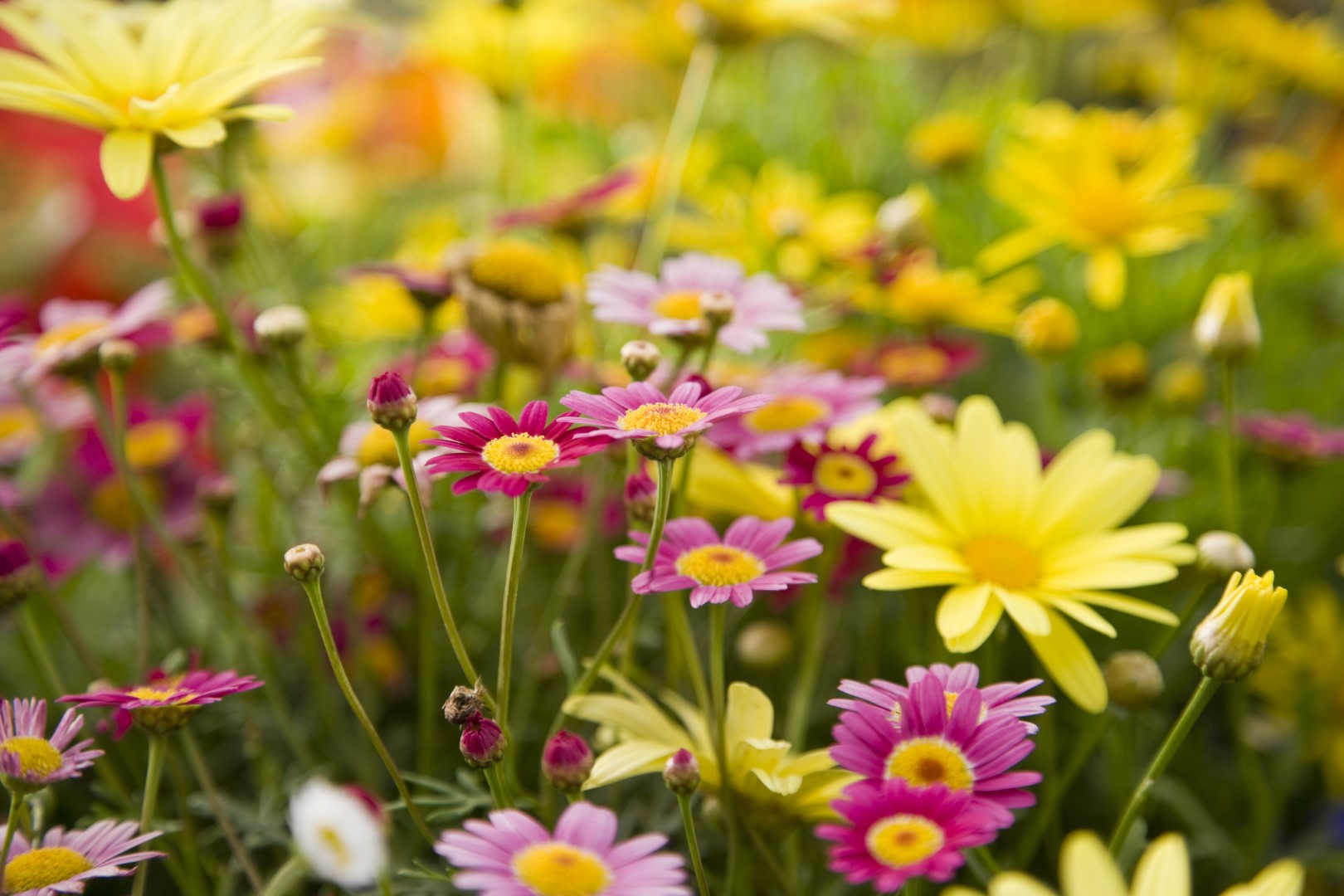 Natur, Eng, Blomst, Bomster, Blomstereng, Mark