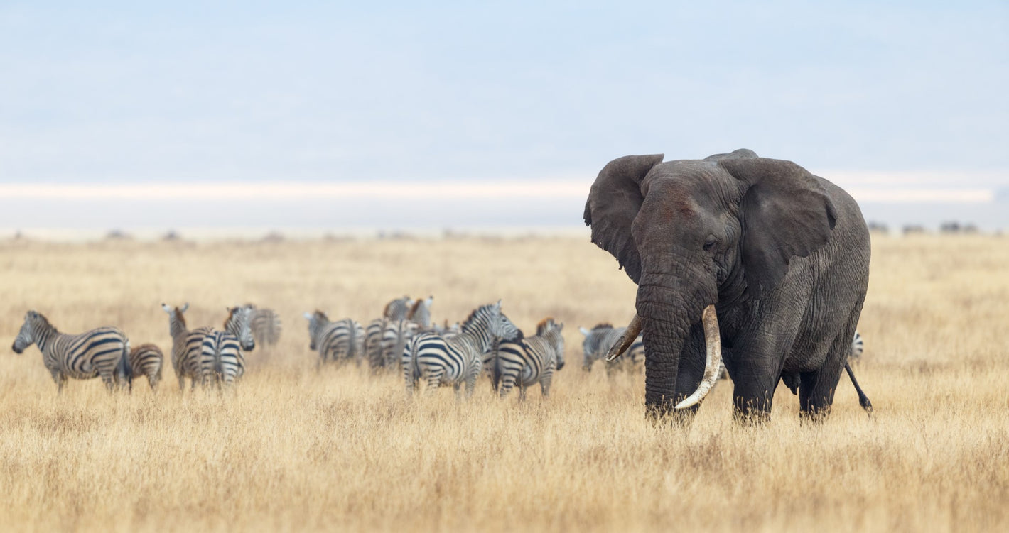 Dyr, Zebra, Zebraer, Zebraflok, Striber, Elefant, Savanne, Græs